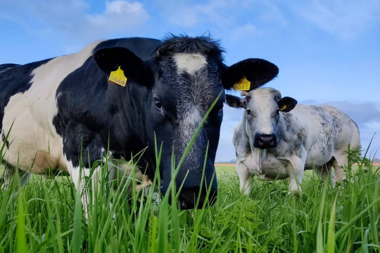 Worp Makelaardij Koeien Polder Agrarisch Vastgoed makelaardij Worp