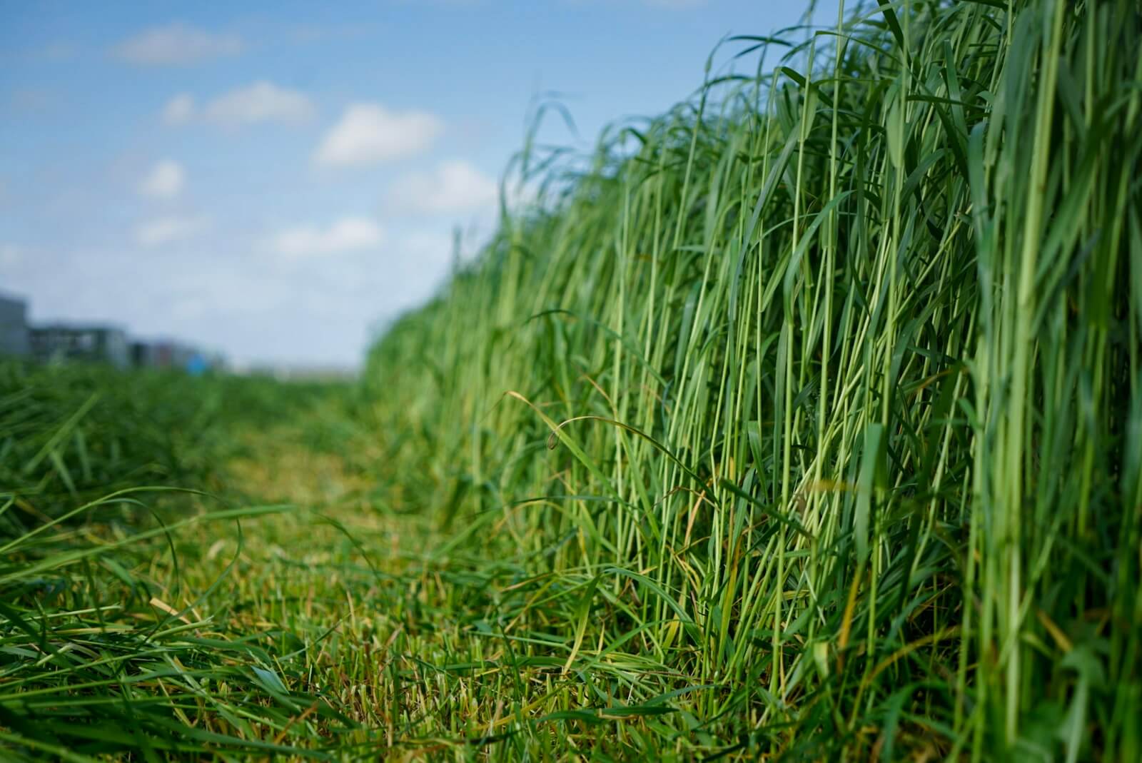 Akkerbouw Agrarisch Vastgoed makelaardij Worp