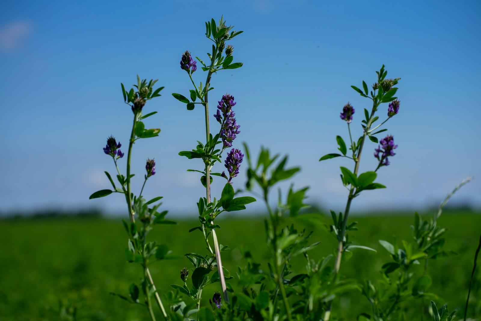 Bloemen polder Agrarisch Vastgoed makelaardij Worp